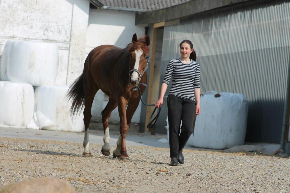 Dansk Varmblod Engeplet Charmeur <3 *Vildhesten* - En lille gåtur i det dejlige vejr! <3 Taget af Lea <3 billede 7