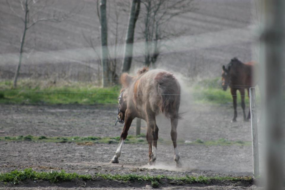 Dansk Varmblod Engeplet Charmeur <3 *Vildhesten* - You need to dust yourself off!! Taget af Lea <3 billede 21