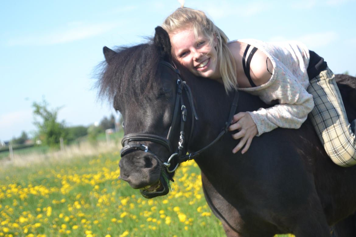 Shetlænder Harley - Den pony betyder mere end alt! <3 billede 1
