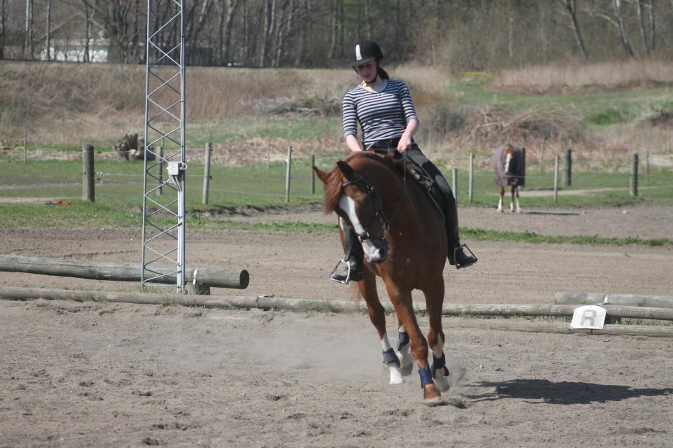 Dansk Varmblod Engeplet Charmeur <3 *Vildhesten* - Fin galop, på en dårlig dag <3 Taget af Lea <3 billede 13