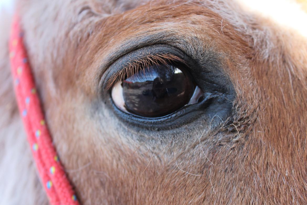 Welsh Pony (sec B) DORYELLA †Sov Sødt† - Min verden på et billede.<3 billede 2
