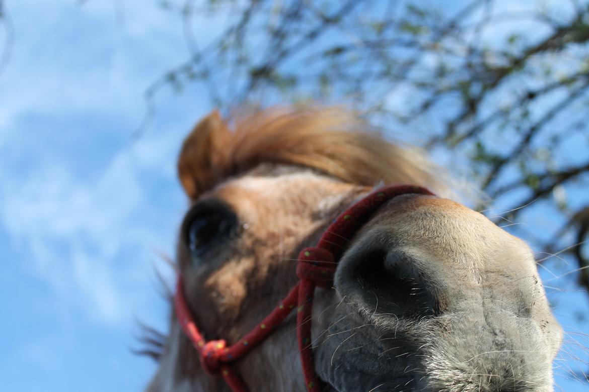 Welsh Pony (sec B) DORYELLA †Sov Sødt† - I love you.<3 billede 15