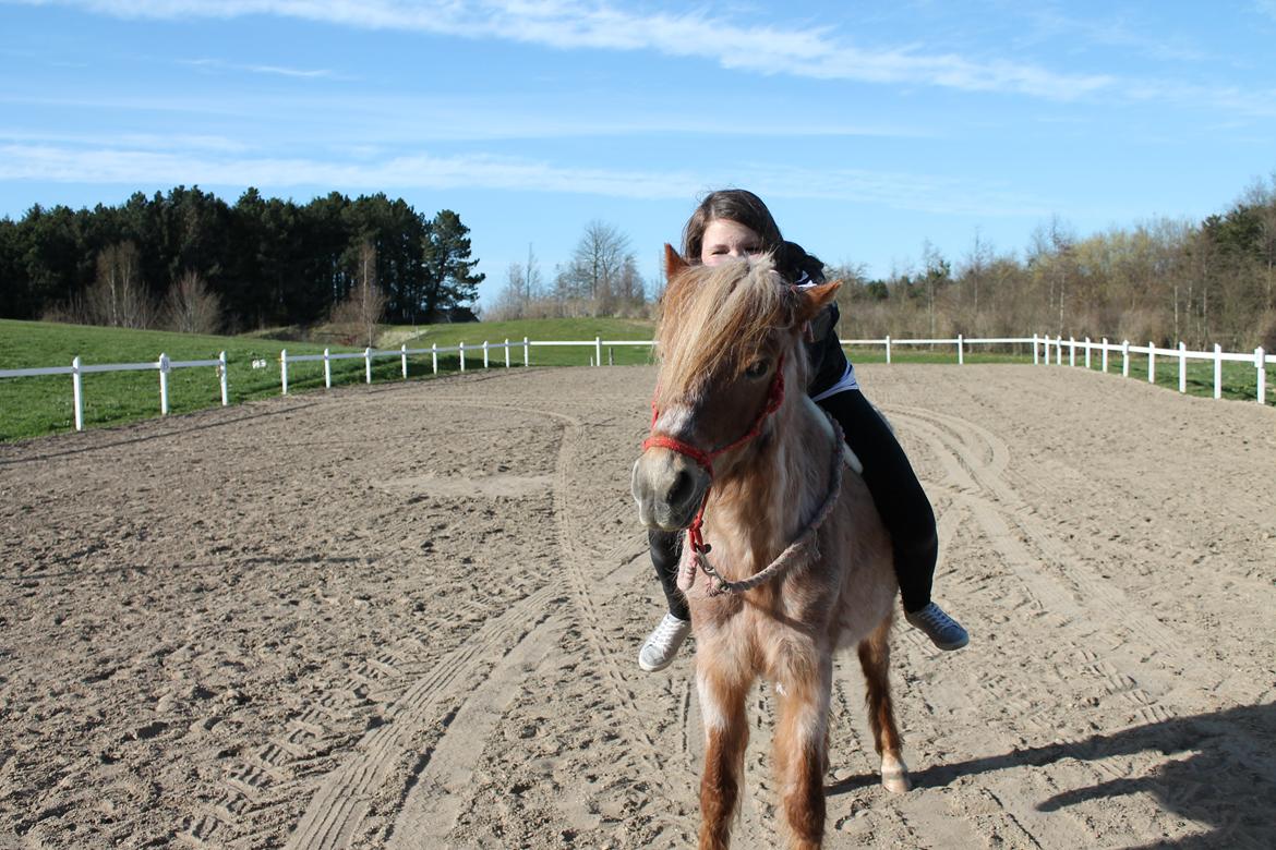 Welsh Pony (sec B) DORYELLA †Sov Sødt† - Hygge og fjol, sidste dag.<3 billede 16