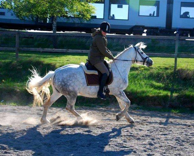 Connemara ASASARA GEILÉIS billede 5