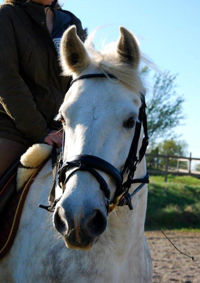 Connemara ASASARA GEILÉIS billede 11