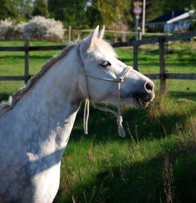 Connemara ASASARA GEILÉIS billede 4