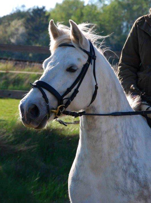 Connemara ASASARA GEILÉIS billede 1