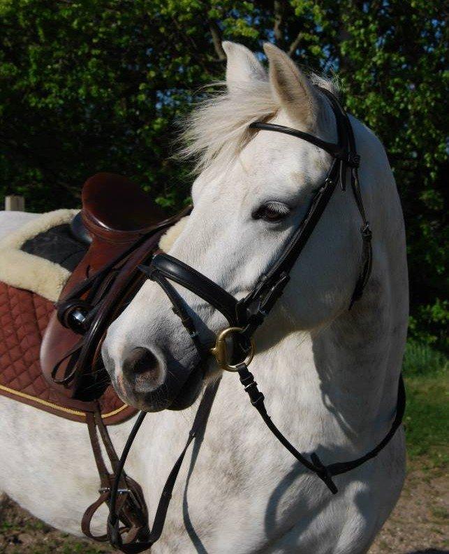 Connemara ASASARA GEILÉIS billede 15