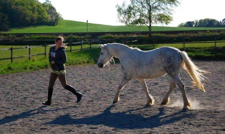 Connemara ASASARA GEILÉIS billede 18