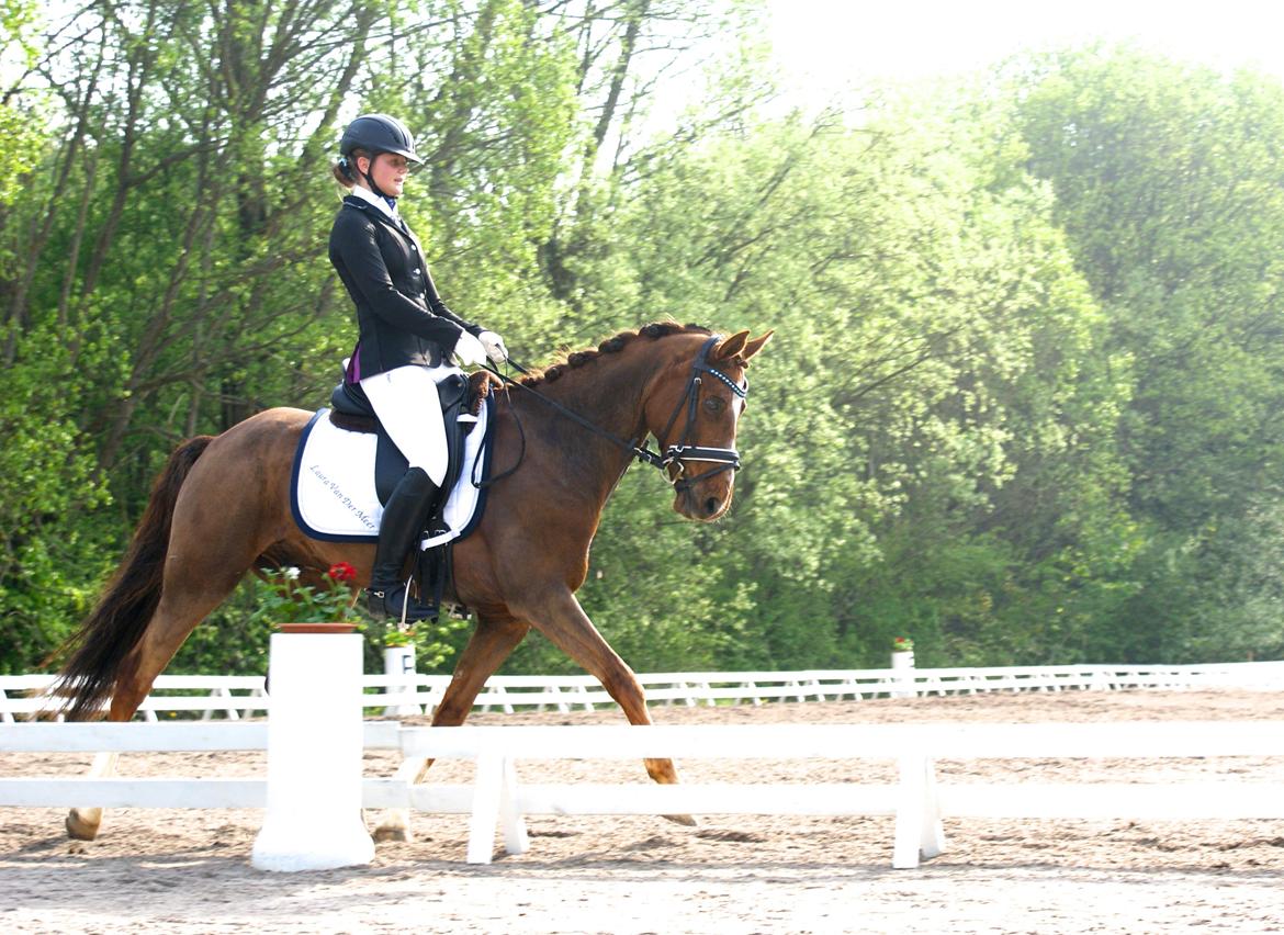 Welsh Partbred (Sec F) De Wijk's Aislin B PONY - LA4 67%, opvarmings klasse til SJM, i Kolding 2013 <3 billede 10