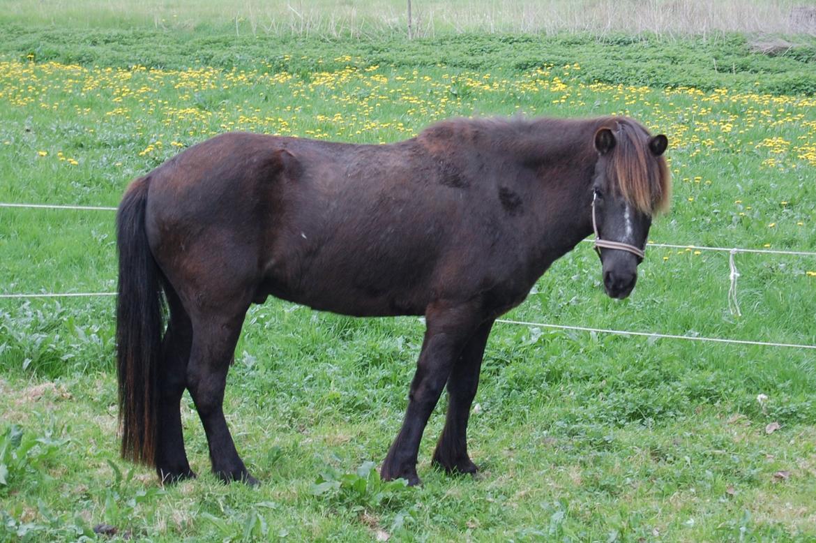 Islænder Æshild Fra Dyrehavegård  billede 9