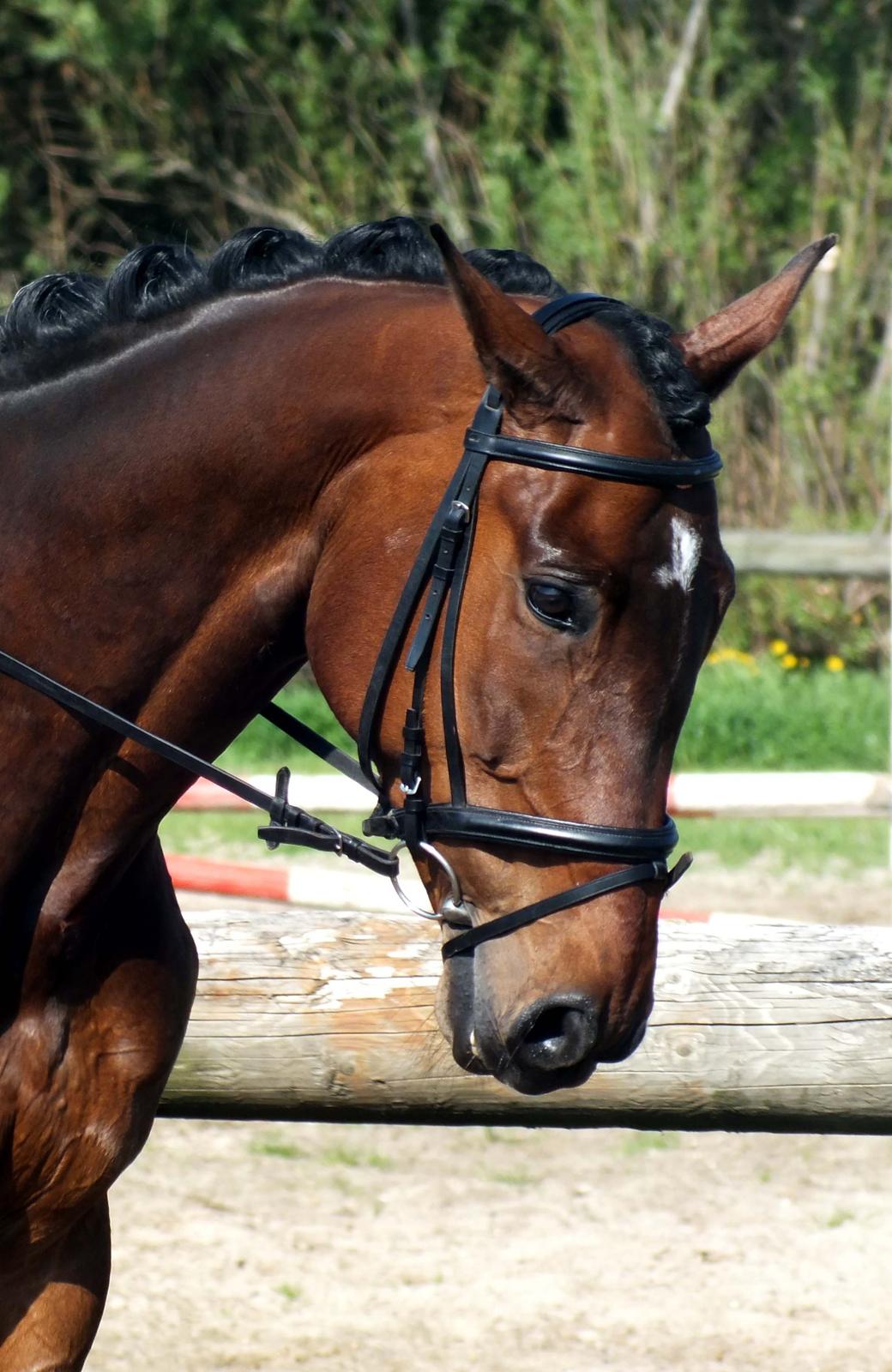Anden særlig race Vilsbæk Flicka (Himmelhest) - Stævne 2013 FOTO Simone billede 3