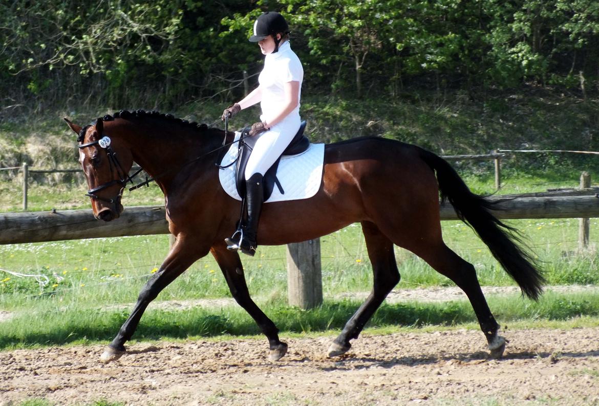 Anden særlig race Vilsbæk Flicka (Himmelhest) - FOTO Simone billede 5