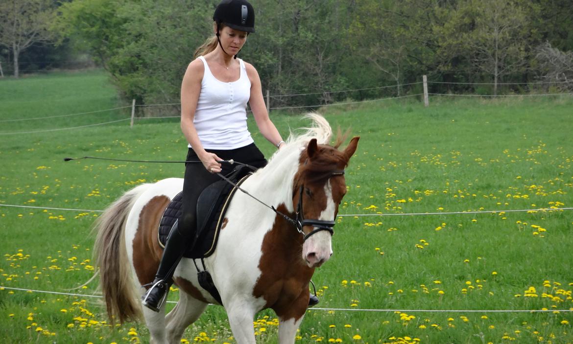 Pinto Sunshine - Sunshine d. 19/5-2013 billede 10