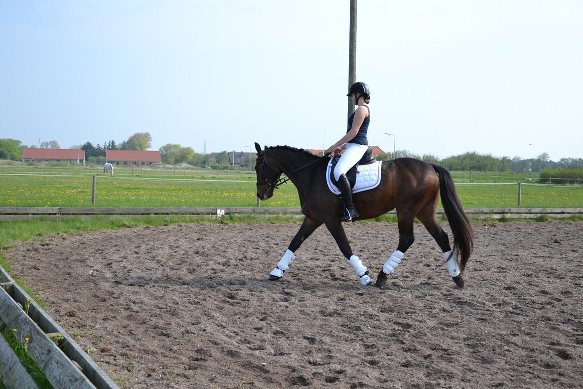 Oldenborg Brunør II - Opvarmning til stævne <3 billede 3