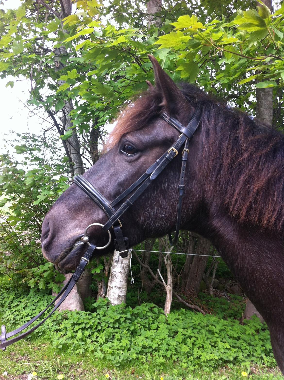 Anden særlig race Østerstrovstrups Sisco<3 - Model billede! <3 billede 16