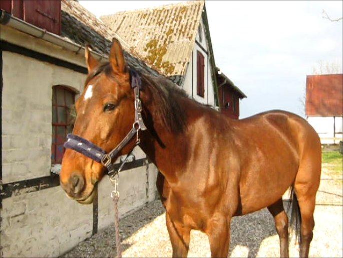 Traver Happy Day Rex (Zulu) - Velkommen til Zulu's profil<3 billede 1