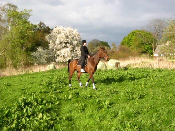 Traver Happy Day Rex (Zulu) billede 2