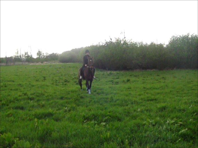 Traver Happy Day Rex (Zulu) billede 3