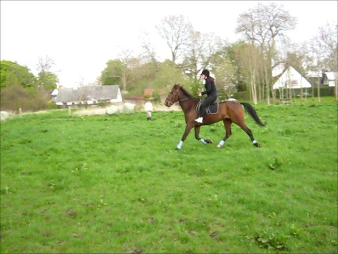 Traver Happy Day Rex (Zulu) billede 4