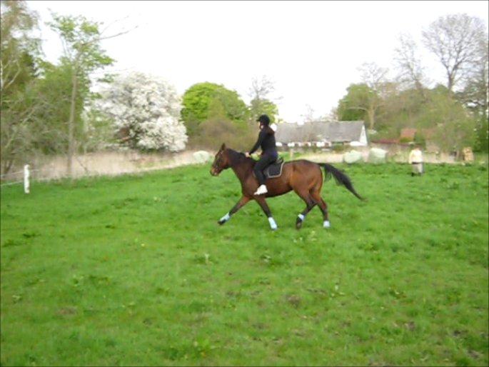 Traver Happy Day Rex (Zulu) billede 5