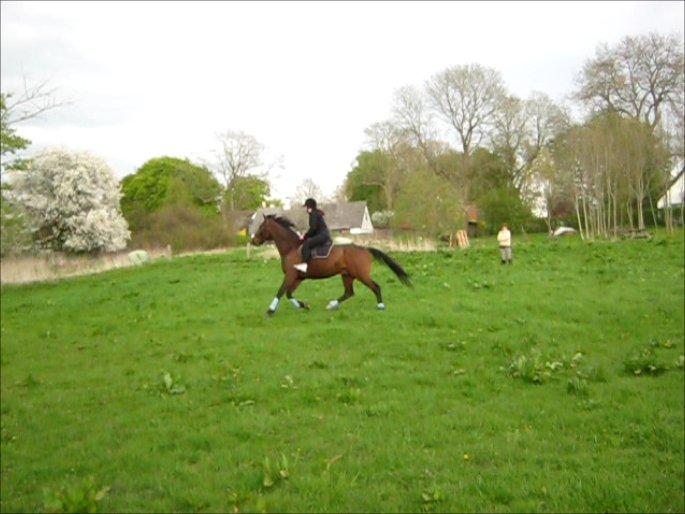 Traver Happy Day Rex (Zulu) billede 7