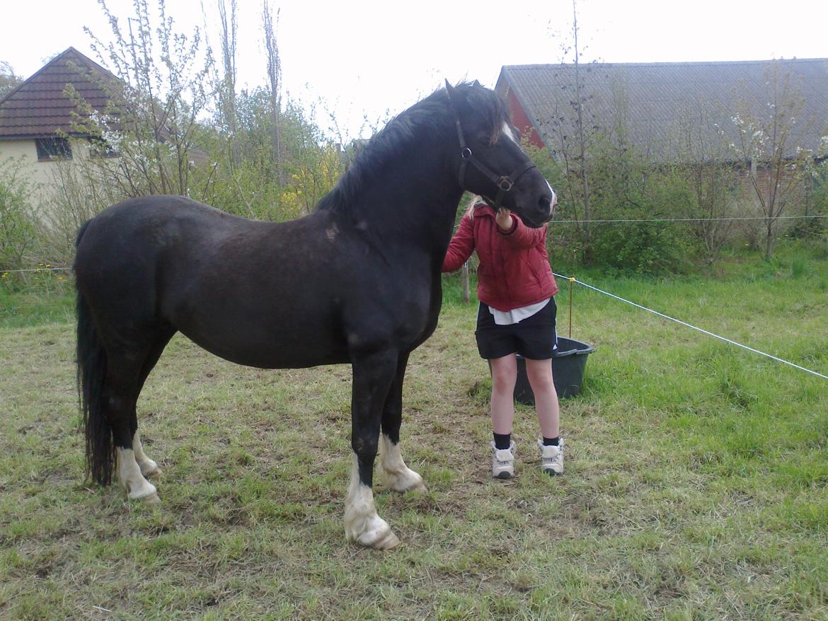 Welsh Pony af Cob-type (sec C) GRIBSVADS BLACKI billede 2