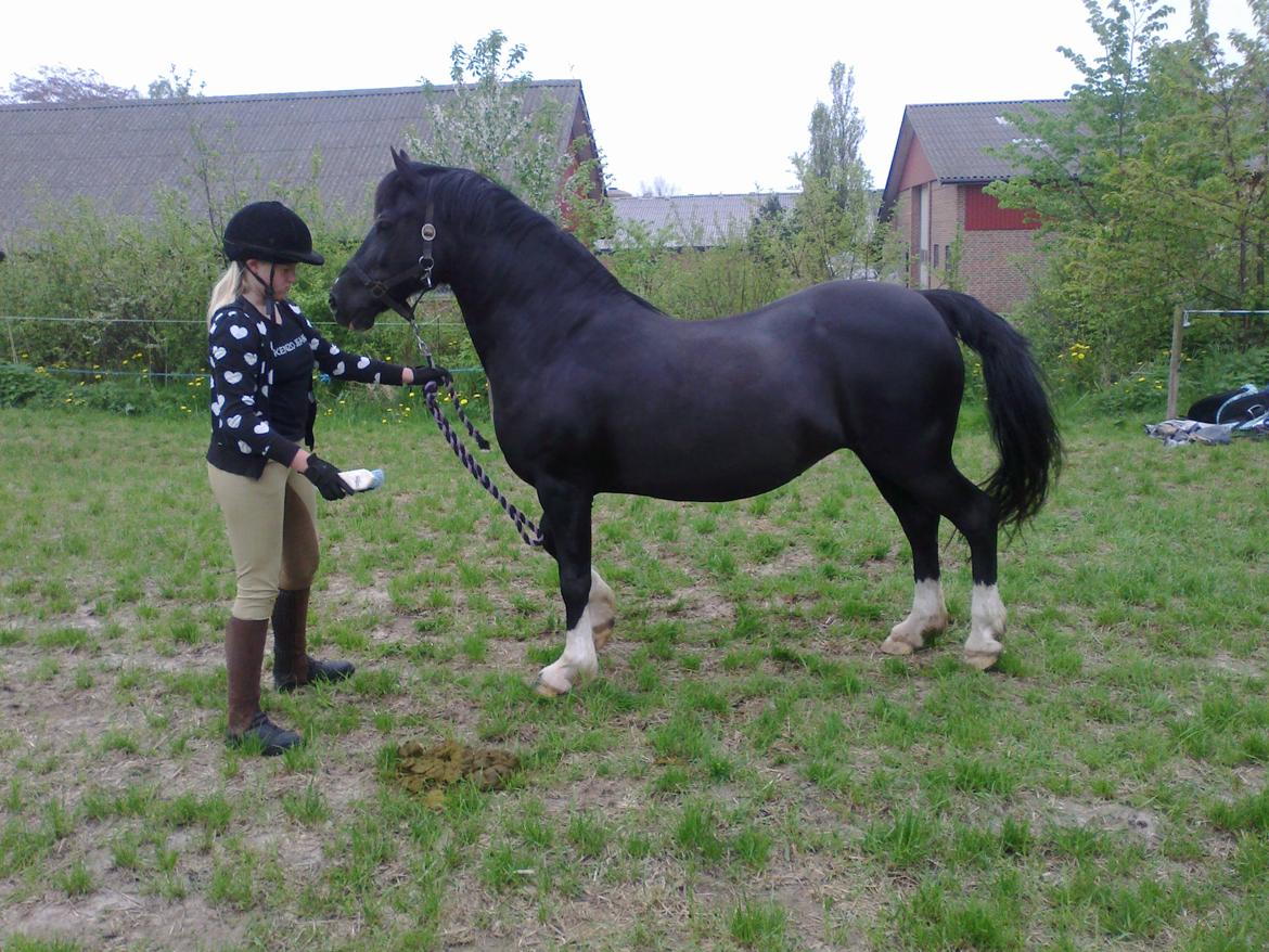 Welsh Pony af Cob-type (sec C) GRIBSVADS BLACKI billede 12
