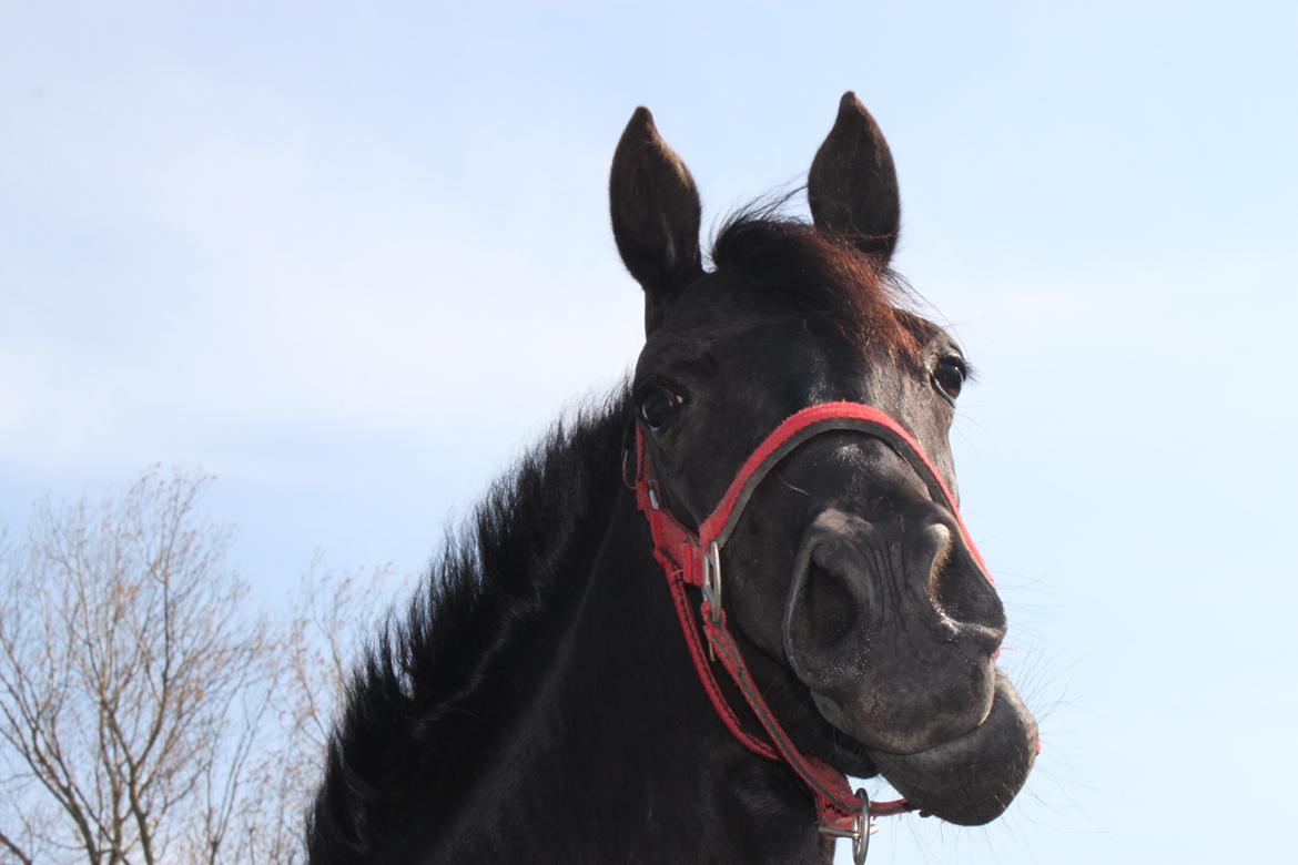 DSP Fiona - Første dag hjemme billede 11