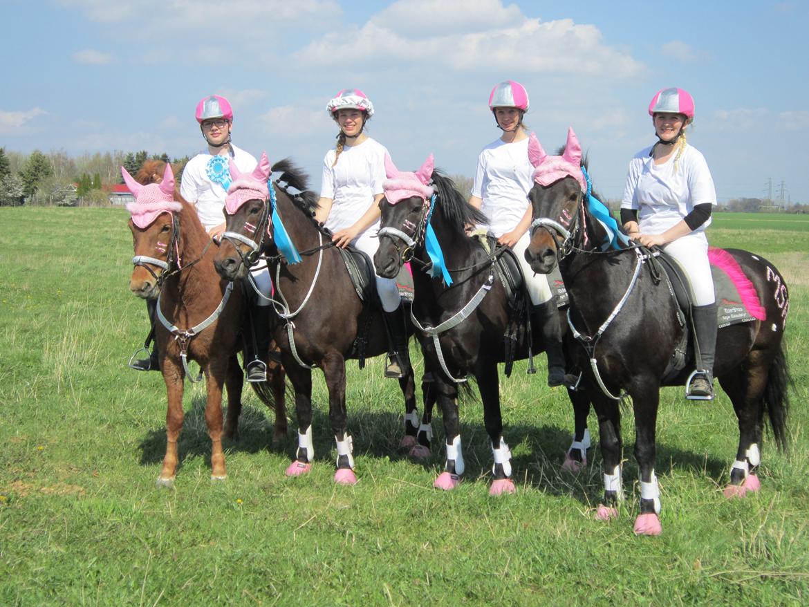 New Forest Calandias Avalanche (Caval) - Mine fantastiske pony-games kammerater billede 15