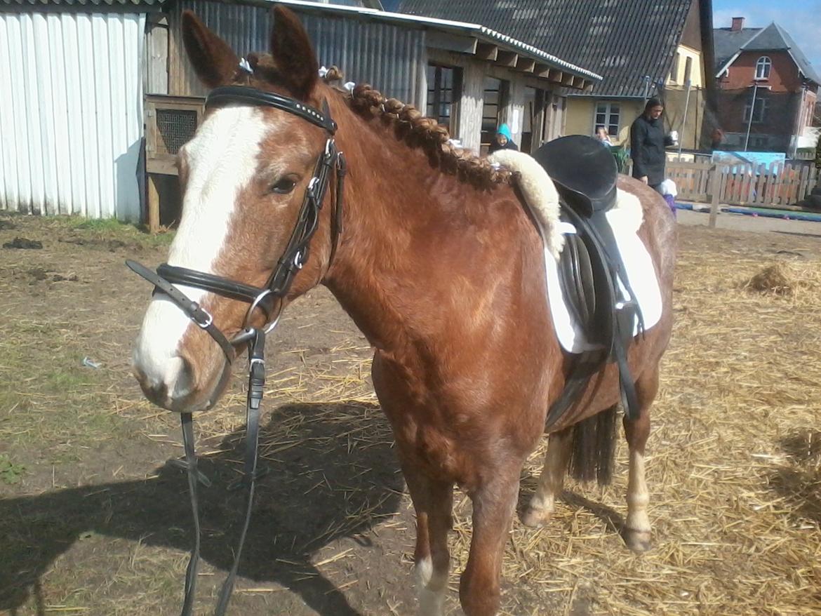Anden særlig race Topsy billede 9
