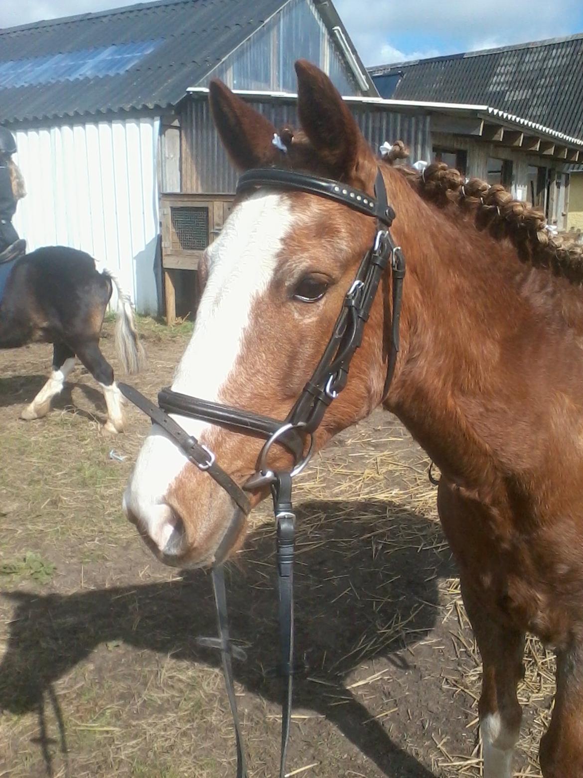 Anden særlig race Topsy billede 8