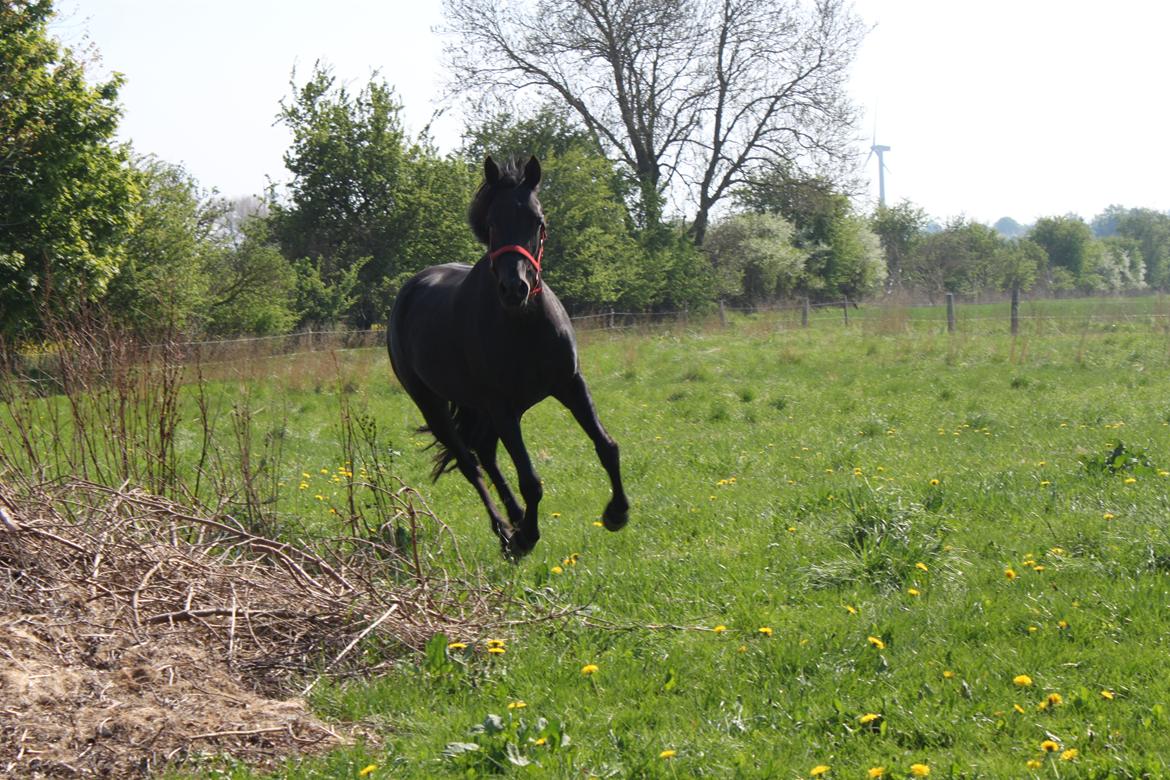 DSP Fiona - I fuld galop på folden billede 12