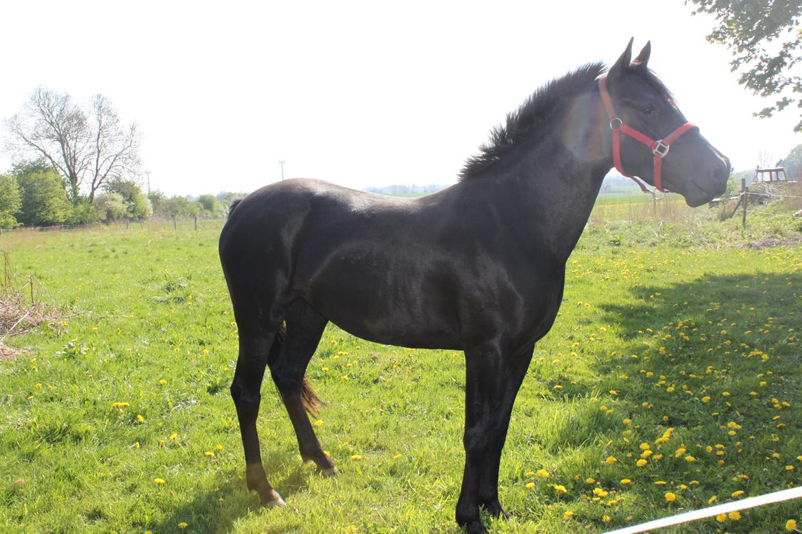 DSP Fiona billede 13