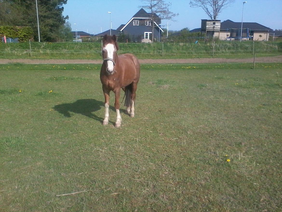 Anden særlig race Topsy billede 15