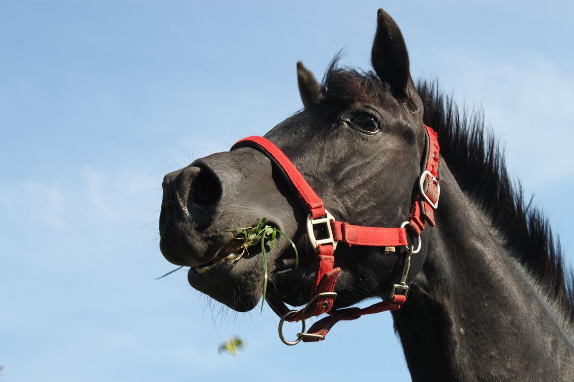 DSP Fiona billede 29