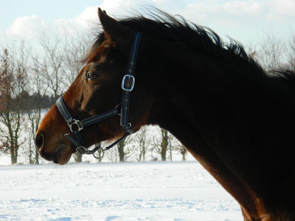 Dansk Varmblod Stenager's Remember Me - Bøllens hoved i sne-landskabet :-) billede 13