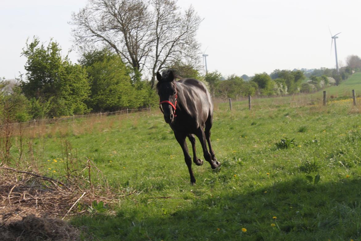 DSP Fiona billede 25