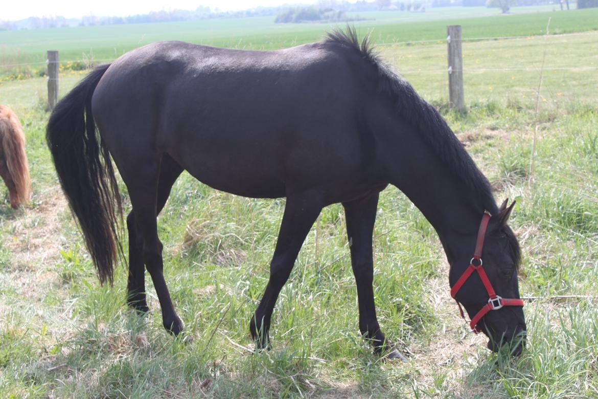 DSP Fiona billede 32