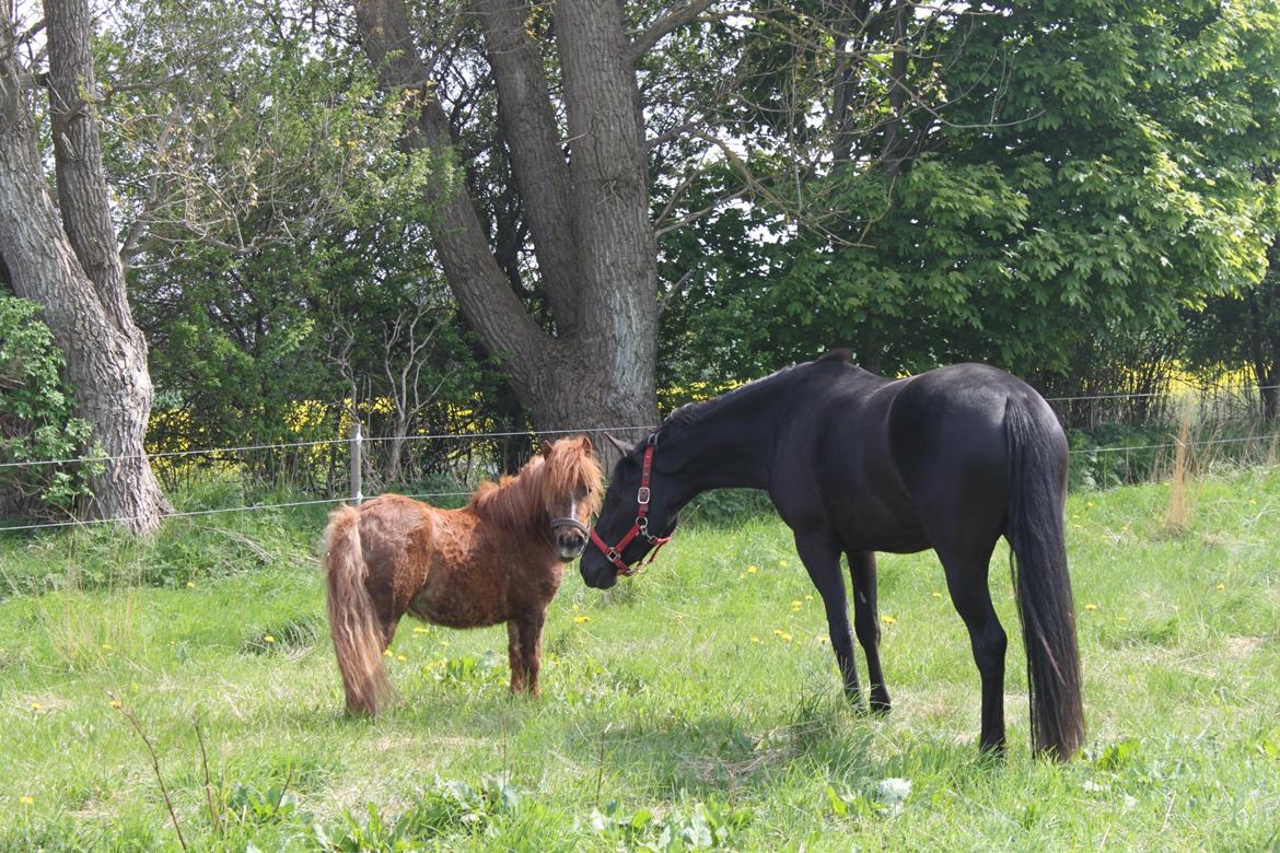 DSP Fiona - Det første møde med Totte billede 17
