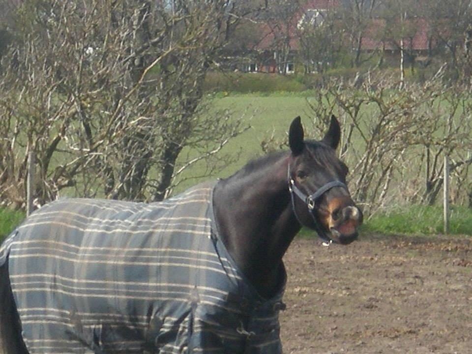 Anden særlig race Zafir  † - Smil :D billede 6