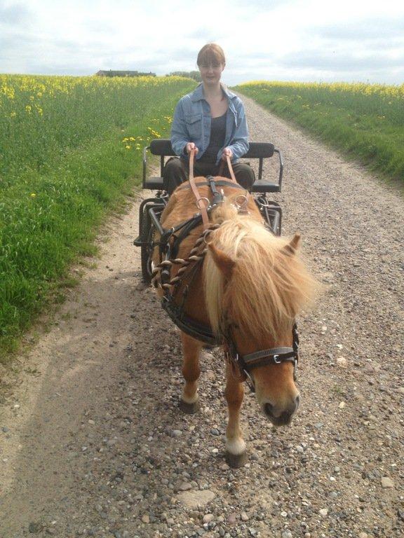 Shetlænder Flintdales Bjørk R.I.P  - Mig og bjørk :) billede 11