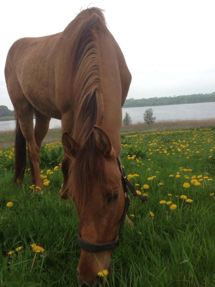 DSP Baily - første dag på græs:)
19/05 billede 6