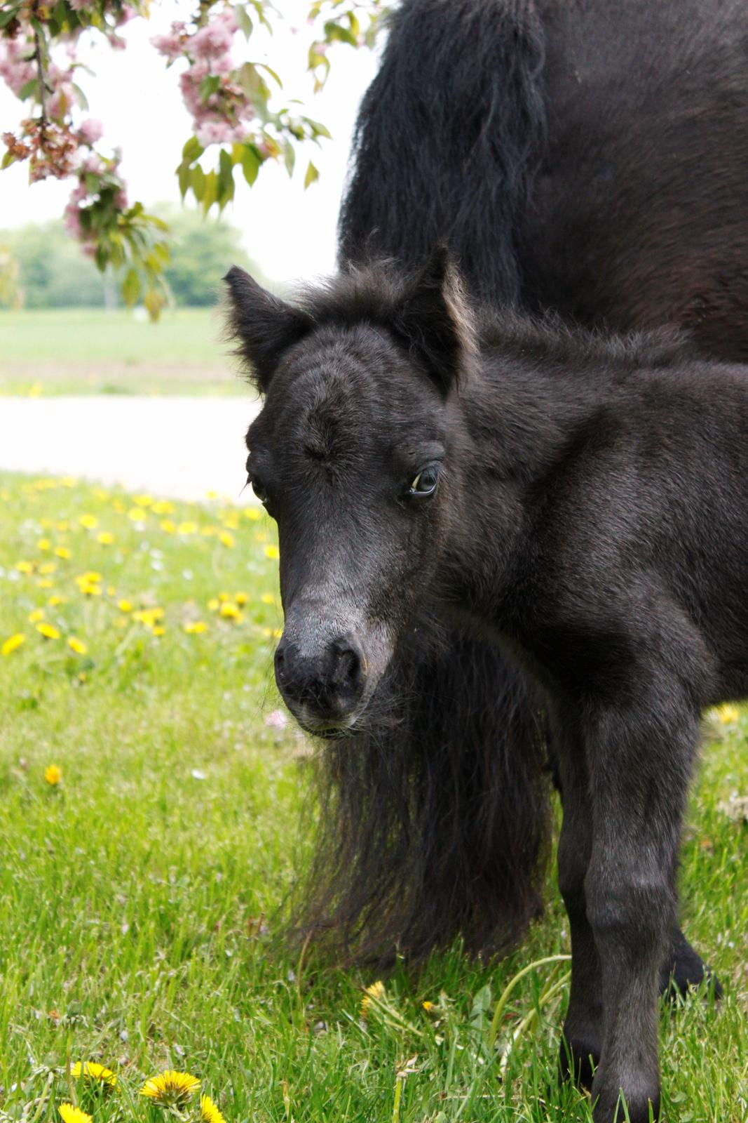 Shetlænder Trinhedegaards Outlaw billede 12