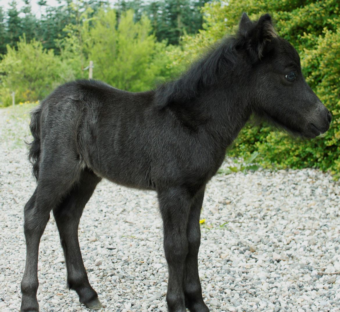 Shetlænder Trinhedegaards Outlaw billede 10