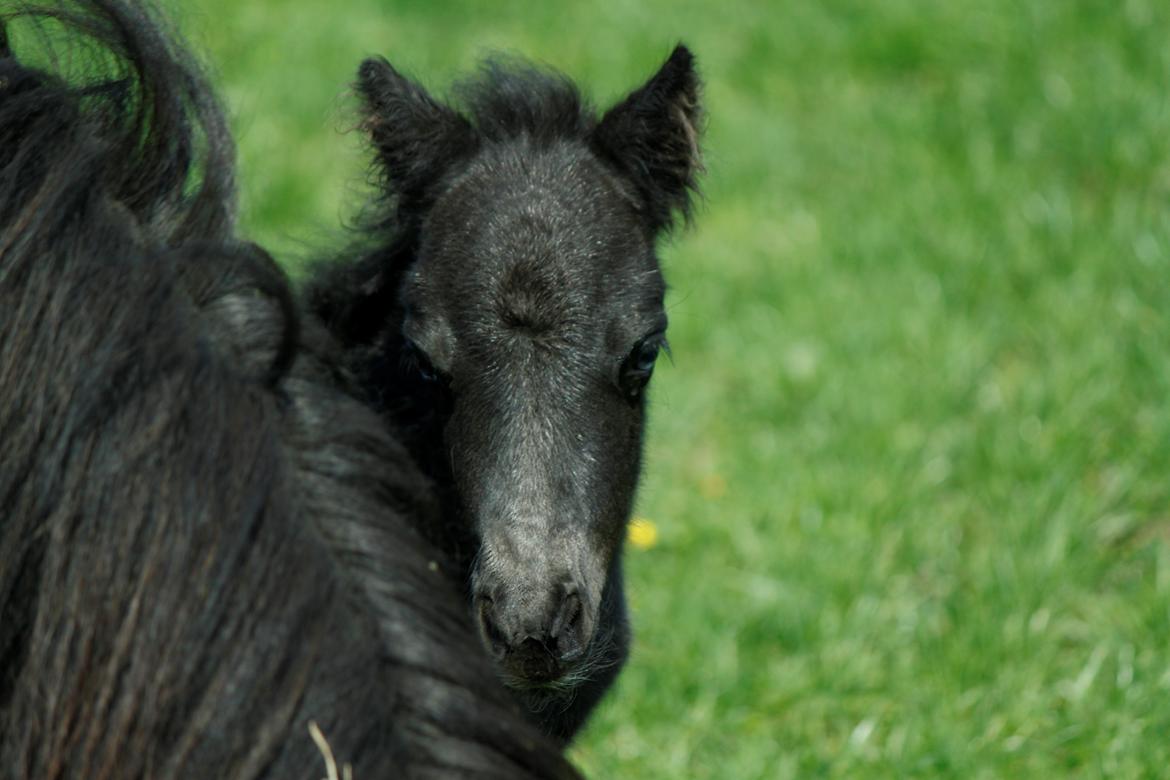 Shetlænder Trinhedegaards Outlaw billede 9