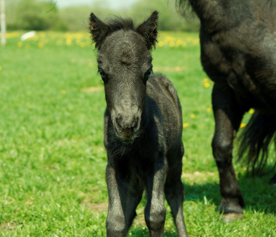 Shetlænder Trinhedegaards Outlaw billede 11