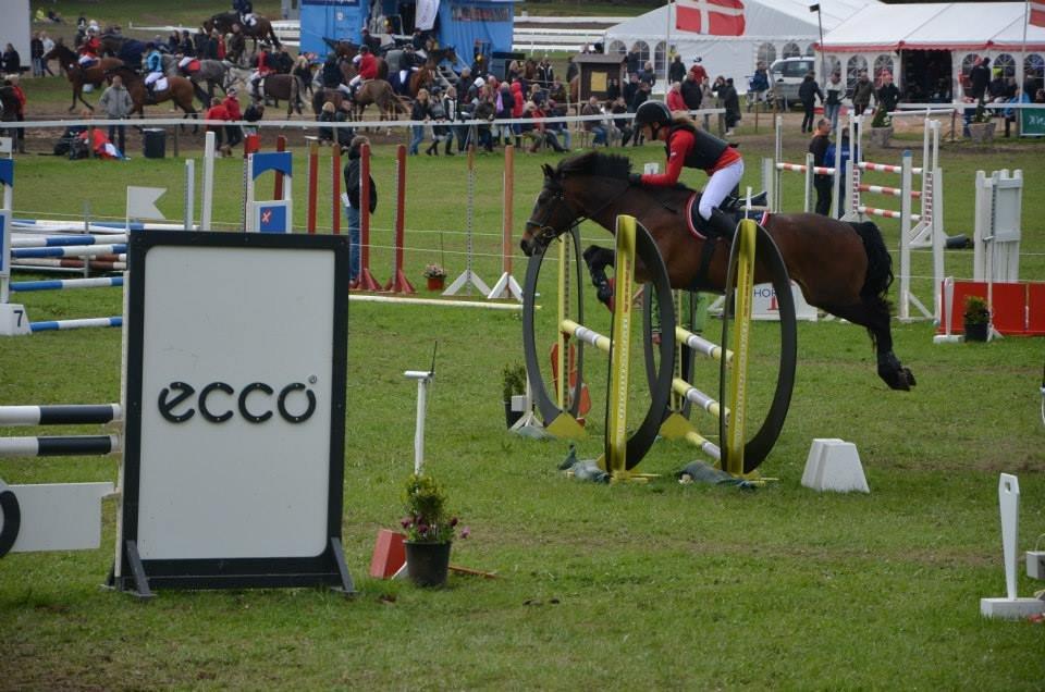 Welsh Cob (sec D) Fronerthig Mary Jane!<3 $$$ - Morsø 2013. <3 billede 8