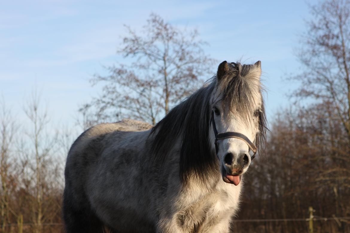 Welsh Pony (sec B) Lukas billede 20