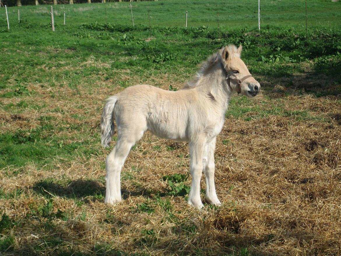 Fjordhest Carla Vårby - Hej jeg hedder Carla billede 1